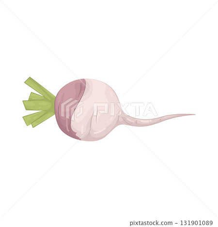Illustration of turnip  131901089