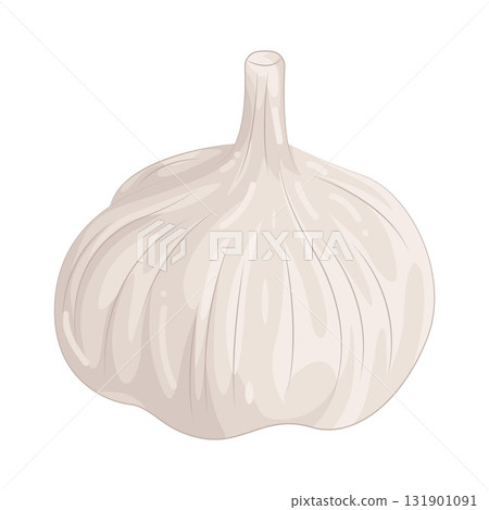 Illustration of garlic Illustration of garlic 131901091