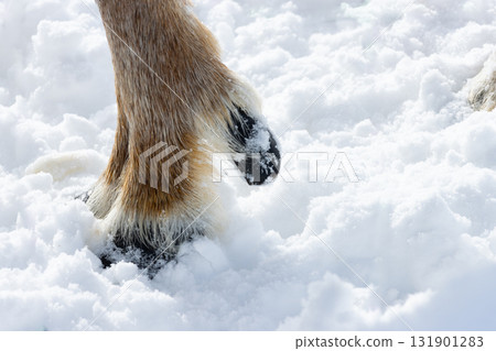 Reindeer hooves 131901283