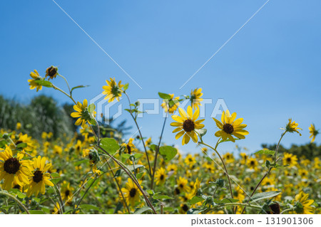 Sunflower fields blooming under the summer sky 131901306
