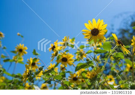 Sunflower fields blooming under the summer sky Sunflower fields blooming under the summer sky 131901310