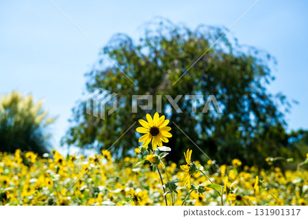 Sunflower fields blooming under the summer sky Sunflower fields blooming under the summer sky 131901317