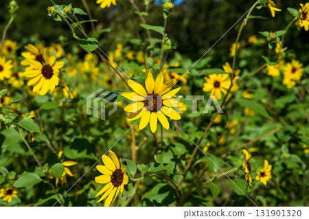 Sunflower fields blooming under the summer sky Sunflower fields blooming under the summer sky 131901320