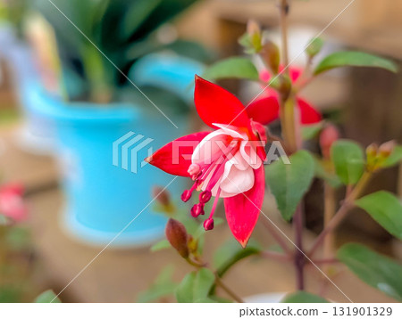 Beautiful flowers blooming in spring Beautiful flowers blooming in spring 131901329