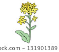 Rape blossoms 131901389