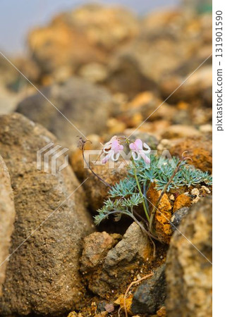 Dicentra of Mount Kumano, Zao 131901590
