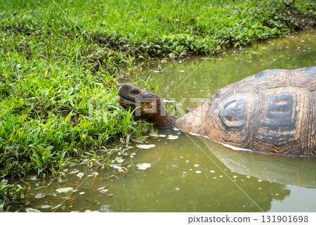 Galapagos giant tortoise in the wetlands of Santa Cruz Island, Ecuador Galapagos giant tortoise in the wetlands of Santa Cruz Island, Ecuador 131901698