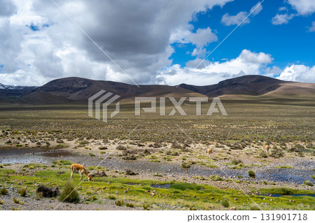 Vicunas Grazing in the Plains of Peru Majestic Mountains Vicunas Grazing in the Plains of Peru Majestic Mountains 131901718