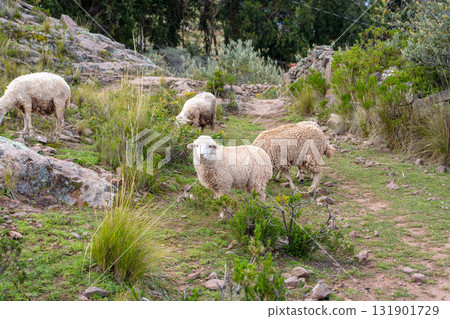 Sheep grazing on Taquile Island, Lake Titicaca, Peru Sheep grazing on Taquile Island, Lake Titicaca, Peru 131901729