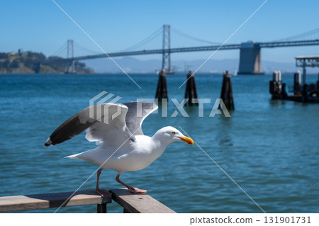 Seagull resting on a wooden railing with Oakland Bay Bridge behind Seagull resting on a wooden railing with Oakland Bay Bridge behind 131901731