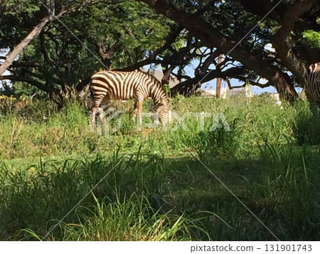 Landscape with zebra Landscape with zebra 131901743