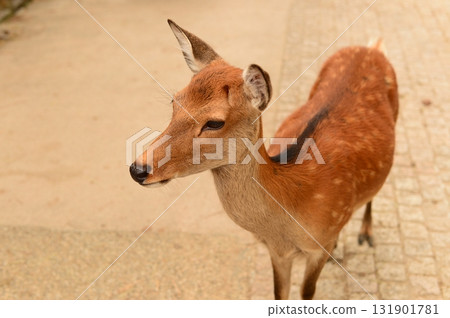A deer A deer 131901781