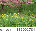 強姦花和櫻花花瓣 強姦花和櫻花花瓣 131901784