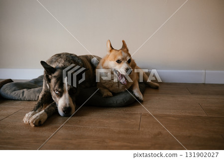 Cuddling Dogs Relaxing Together on Floor 131902027