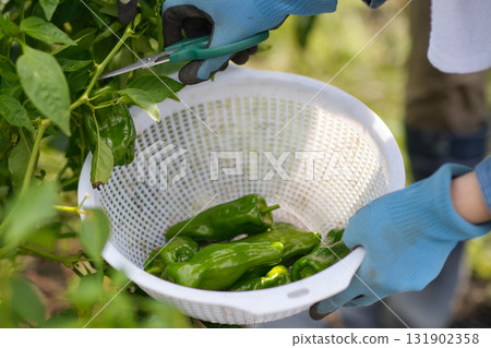 年輕女子在田裡收割蔬菜 131902358