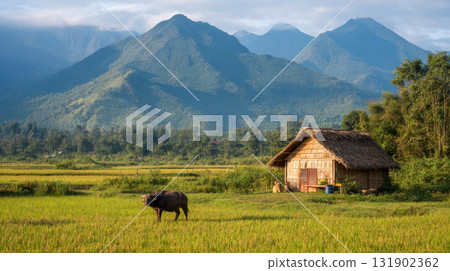 Water buffalos graze next to a traditional wooden hut in a green rice field with a majestic mountain view 131902362