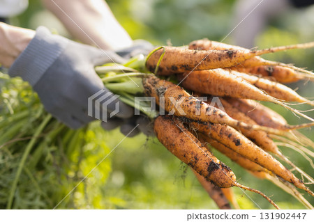 Woman harvesting vegetables in the field Woman harvesting vegetables in the field 131902447