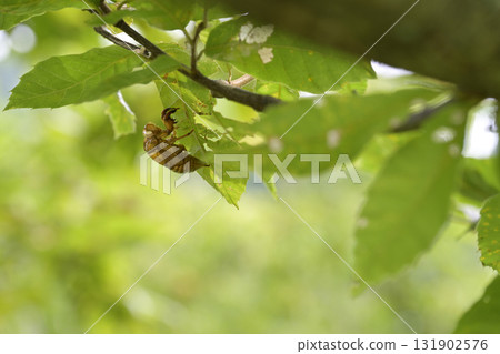 Cicada shell Cicada shell 131902576