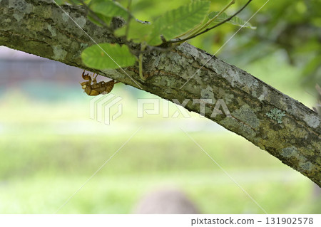 Cicada shell 131902578