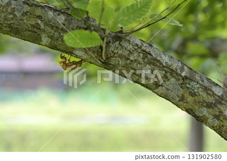 Cicada shell 131902580