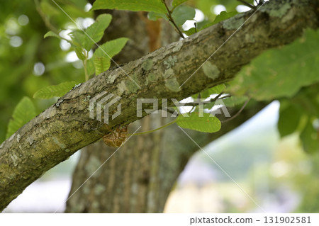 Cicada shell 131902581