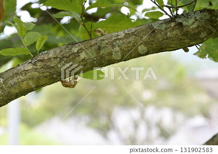 Cicada shell 131902583