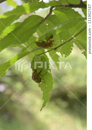 Cicada shell 131902587