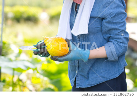 Woman harvesting vegetables in the field 131902750