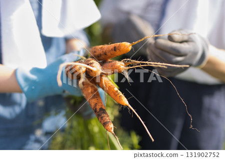 兩名婦女在田裡收割蔬菜 131902752