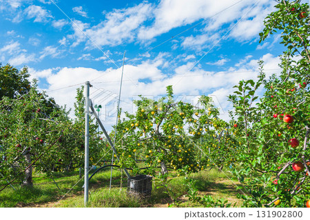 蘋果農場黃蘋果 131902800