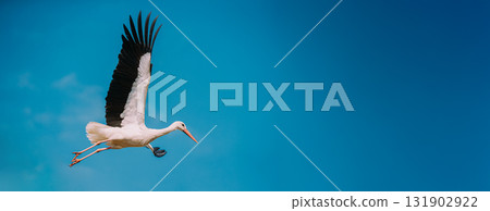 European White Stork Flies In Blue Sky 131902922