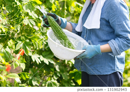 Young woman harvesting vegetables in the field Young woman harvesting vegetables in the field 131902943