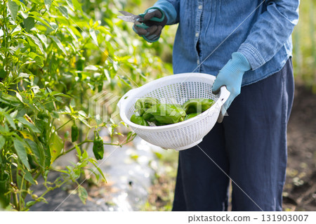 Young woman harvesting vegetables in the field 131903007