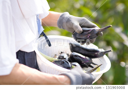 Woman harvesting vegetables in the field Woman harvesting vegetables in the field 131903008