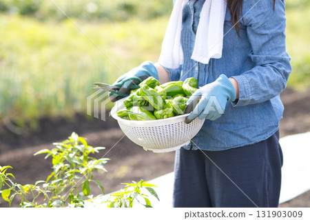 Young woman harvesting vegetables in the field 131903009
