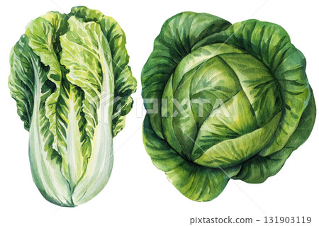 Watercolor Cabbage Set Green Napa Chinese and Round Cabbage Botanical Vegetables Organic Farm Fresh Garden Food Illustration Watercolor Cabbage Set Green Napa Chinese and Round Cabbage Botanical Vegetables Organic Farm Fresh Garden Food Illustration 131903119