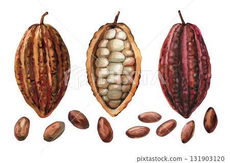 Cocoa pods and beans watercolor illustration cacao fruit exotic tropical chocolate ingredient food art set isolated 131903120