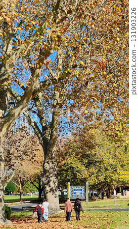 Autumn's Golden Path Autumn's Golden Path 131903226