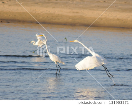 暮光之城的黃昏 131903371