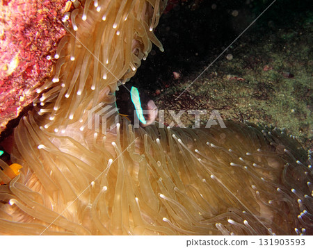 游泳在海葵的銀蓮花屬魚 131903593