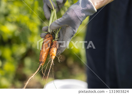 Woman harvesting vegetables 131903824
