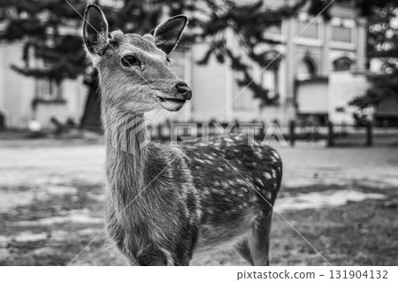 Turn around deer Turn around deer 131904132