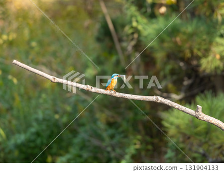 停在樹枝上的金魚 停在樹枝上的金魚 131904133
