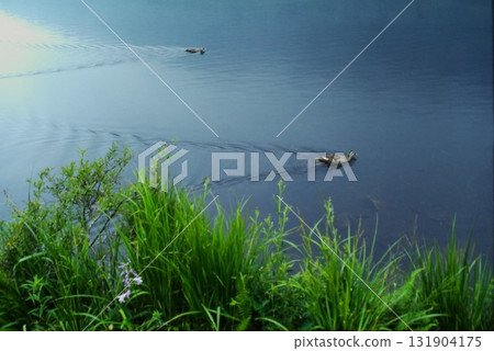 Two ducks creating ripples on the water surface Two ducks creating ripples on the water surface 131904175