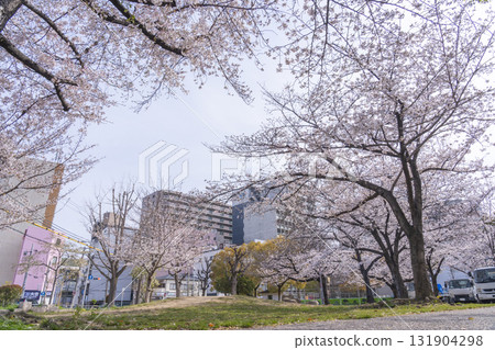 島津公園櫻花盛開（大阪府大阪市西區辰道堀） 131904298