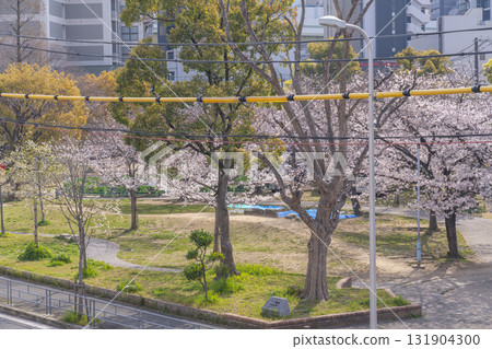 Cherry blossoms in full bloom at Shimazu Park (Tatsumichibori, Nishi Ward, Osaka City, Osaka Prefecture) 131904300