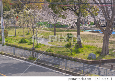 Cherry blossoms in full bloom at Shimazu Park (Tatsumichibori, Nishi Ward, Osaka City, Osaka Prefecture) 131904301