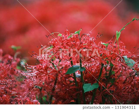 A cluster amaryllis 131904311