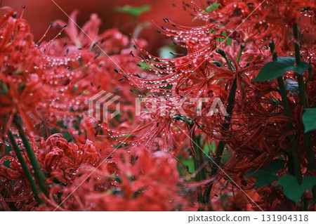 群集孤挺花 131904318