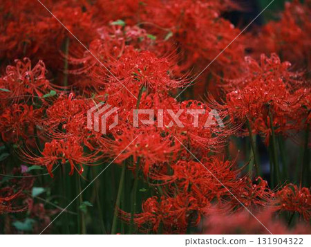 群集孤挺花 131904322